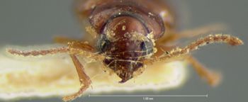 Media type: image;   Entomology 5586 Aspect: head frontal view